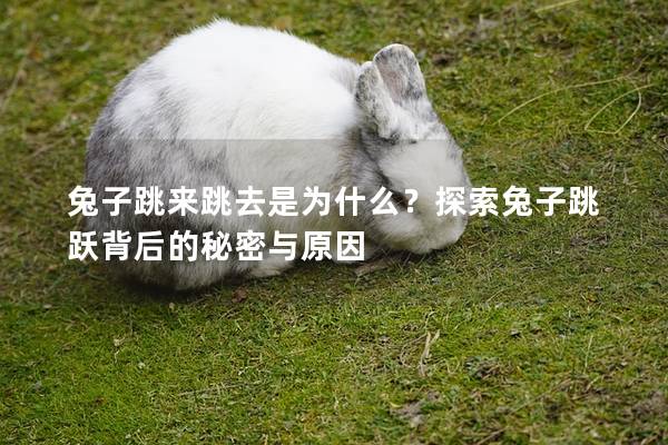兔子跳来跳去是为什么？探索兔子跳跃背后的秘密与原因