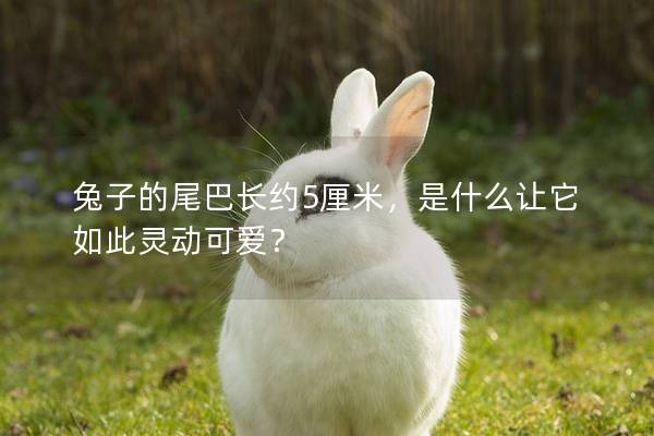 兔子的尾巴长约5厘米，是什么让它如此灵动可爱？