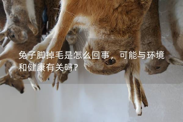 兔子脚掉毛是怎么回事，可能与环境和健康有关吗？