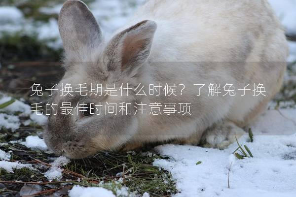 兔子换毛期是什么时候？了解兔子换毛的最佳时间和注意事项