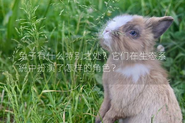兔子有什么特别之处？它们在生态系统中扮演了怎样的角色？