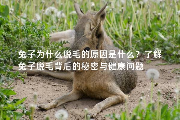 兔子为什么脱毛的原因是什么？了解兔子脱毛背后的秘密与健康问题