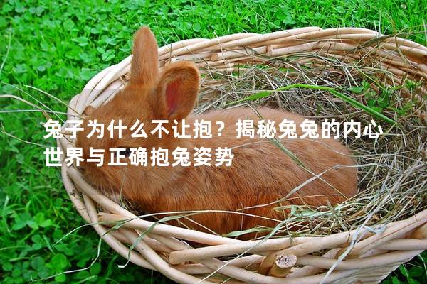 兔子为什么不让抱？揭秘兔兔的内心世界与正确抱兔姿势