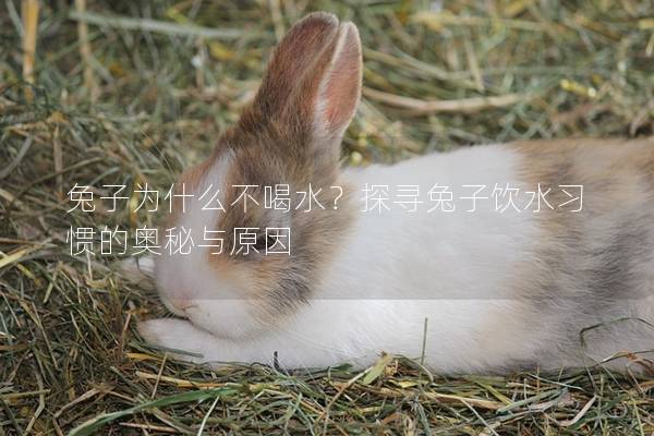 兔子为什么不喝水？探寻兔子饮水习惯的奥秘与原因