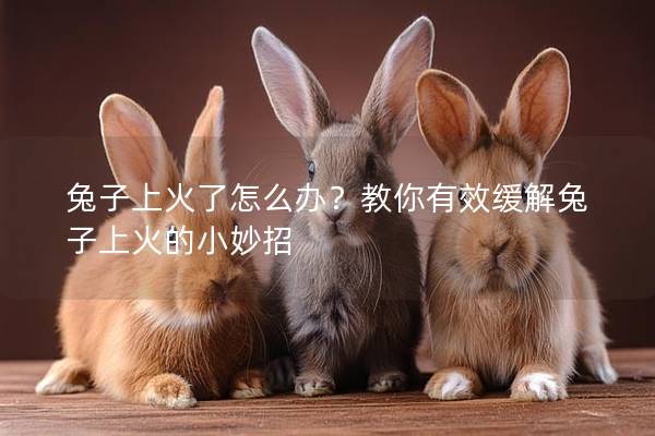 兔子上火了怎么办？教你有效缓解兔子上火的小妙招