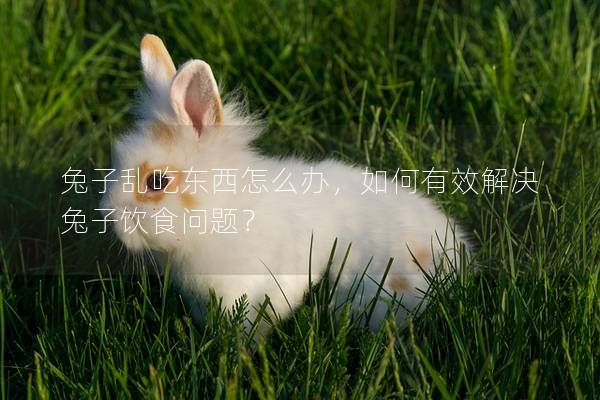 兔子乱吃东西怎么办，如何有效解决兔子饮食问题？