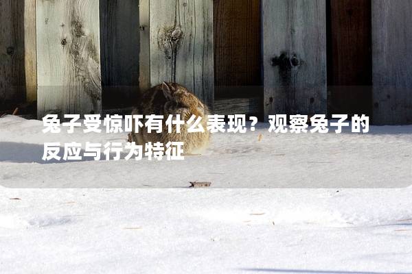 兔子受惊吓有什么表现？观察兔子的反应与行为特征