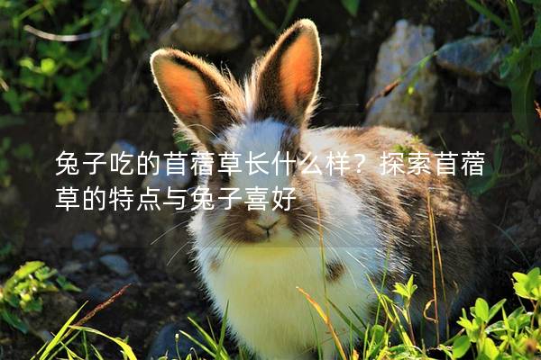 兔子吃的苜蓿草长什么样？探索苜蓿草的特点与兔子喜好
