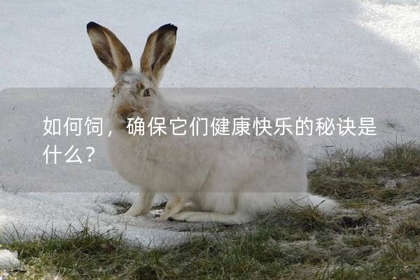如何饲，确保它们健康快乐的秘诀是什么？