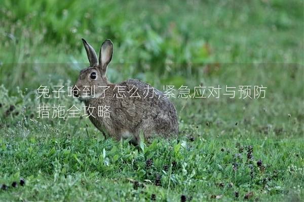 兔子呛到了怎么办,紧急应对与预防措施全攻略