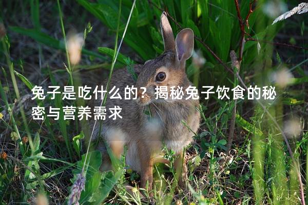 兔子是吃什么的？揭秘兔子饮食的秘密与营养需求