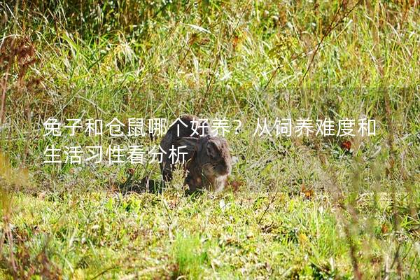 兔子和仓鼠哪个好养？从饲养难度和生活习性看分析