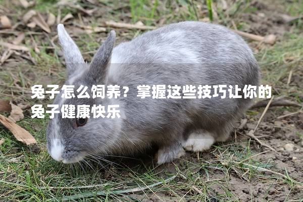 兔子怎么饲养？掌握这些技巧让你的兔子健康快乐