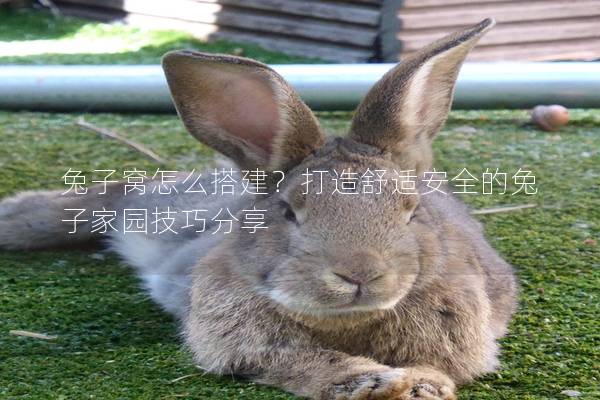 兔子窝怎么搭建？打造舒适安全的兔子家园技巧分享