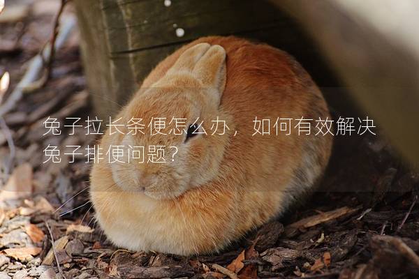 兔子拉长条便怎么办，如何有效解决兔子排便问题？