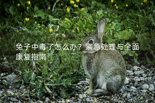 兔子中毒了怎么办？紧急处理与全面康复指南