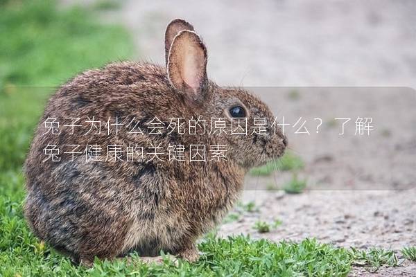 兔子为什么会死的原因是什么？了解兔子健康的关键因素