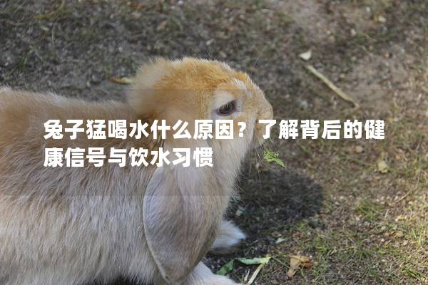 兔子猛喝水什么原因？了解背后的健康信号与饮水习惯