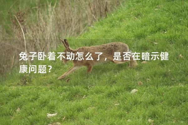 兔子卧着不动怎么了，是否在暗示健康问题？