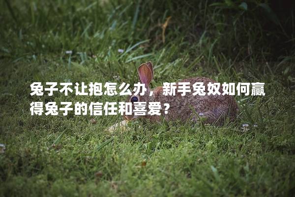 兔子不让抱怎么办，新手兔奴如何赢得兔子的信任和喜爱？