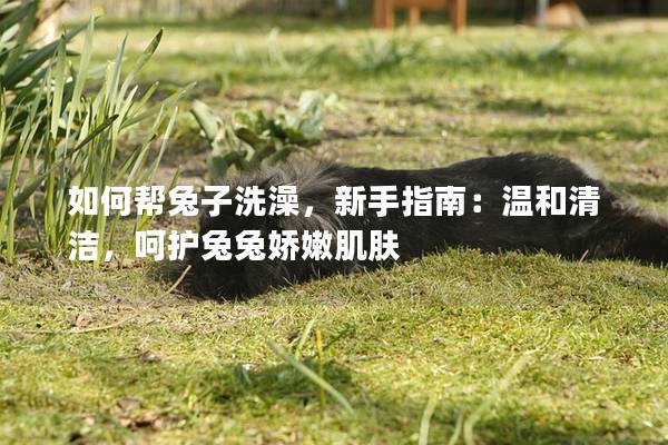 如何帮兔子洗澡，新手指南：温和清洁，呵护兔兔娇嫩肌肤