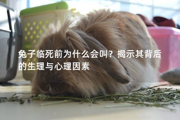 兔子临死前为什么会叫？揭示其背后的生理与心理因素