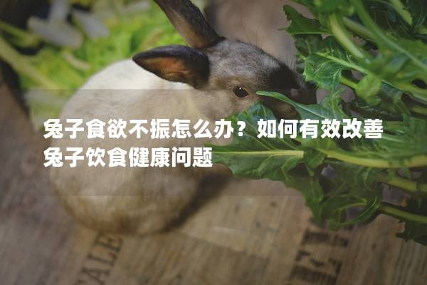 兔子食欲不振怎么办？如何有效改善兔子饮食健康问题