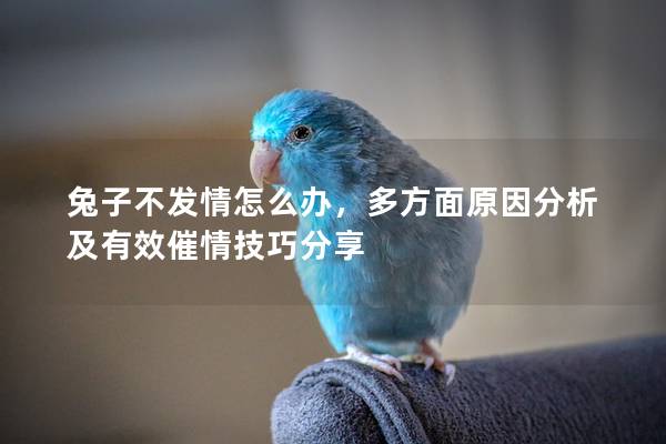 兔子不发情怎么办，多方面原因分析及有效催情技巧分享