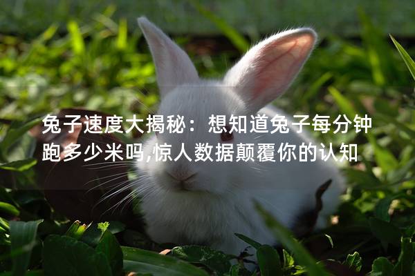 兔子速度大揭秘：想知道兔子每分钟跑多少米吗,惊人数据颠覆你的认知