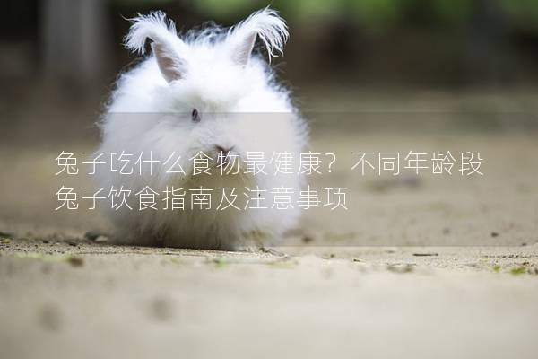 兔子吃什么食物最健康？不同年龄段兔子饮食指南及注意事项