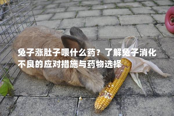 兔子涨肚子喂什么药？了解兔子消化不良的应对措施与药物选择