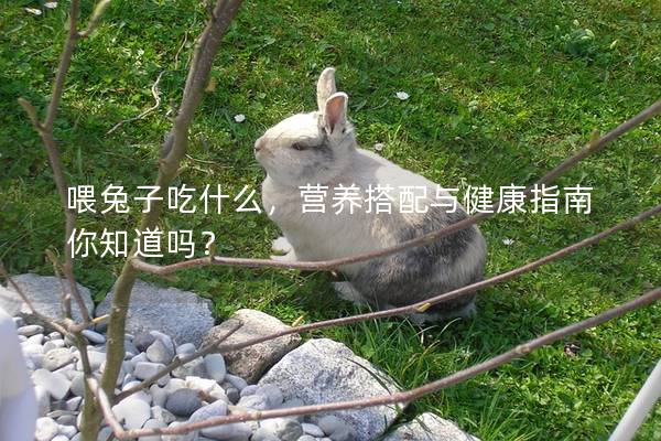 喂兔子吃什么，营养搭配与健康指南你知道吗？