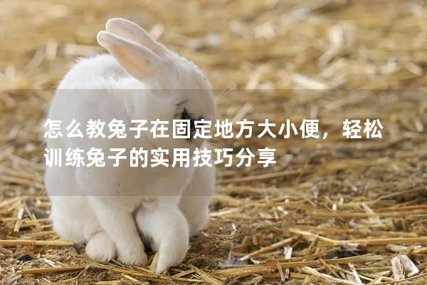 怎么教兔子在固定地方大小便，轻松训练兔子的实用技巧分享
