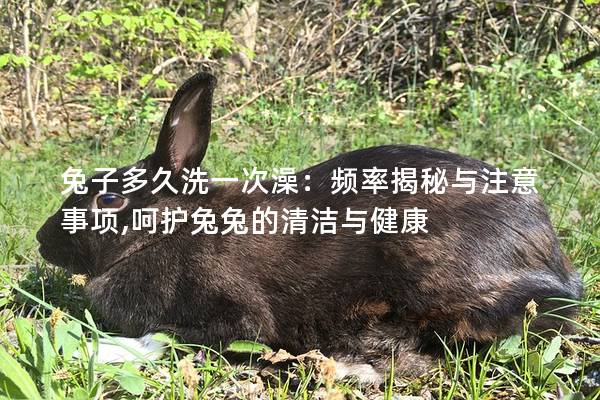 兔子多久洗一次澡：频率揭秘与注意事项,呵护兔兔的清洁与健康