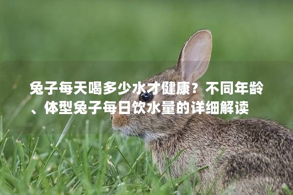 兔子每天喝多少水才健康？不同年龄、体型兔子每日饮水量的详细解读