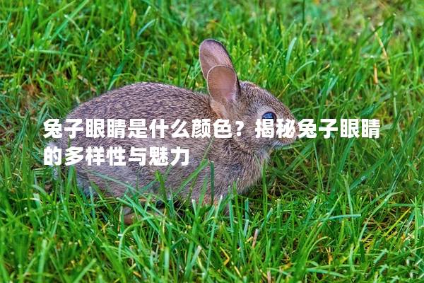 兔子眼睛是什么颜色？揭秘兔子眼睛的多样性与魅力