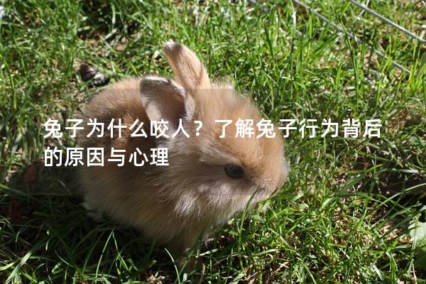 兔子为什么咬人？了解兔子行为背后的原因与心理