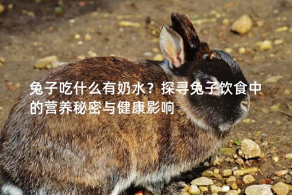 兔子吃什么有奶水？探寻兔子饮食中的营养秘密与健康影响