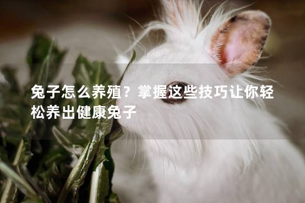 兔子怎么养殖？掌握这些技巧让你轻松养出健康兔子