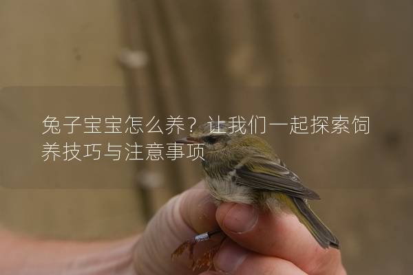 兔子宝宝怎么养？让我们一起探索饲养技巧与注意事项