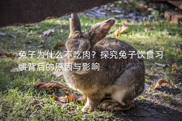 兔子为什么不吃肉？探究兔子饮食习惯背后的原因与影响