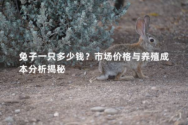 兔子一只多少钱？市场价格与养殖成本分析揭秘