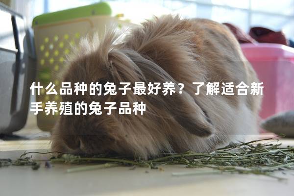 什么品种的兔子最好养？了解适合新手养殖的兔子品种