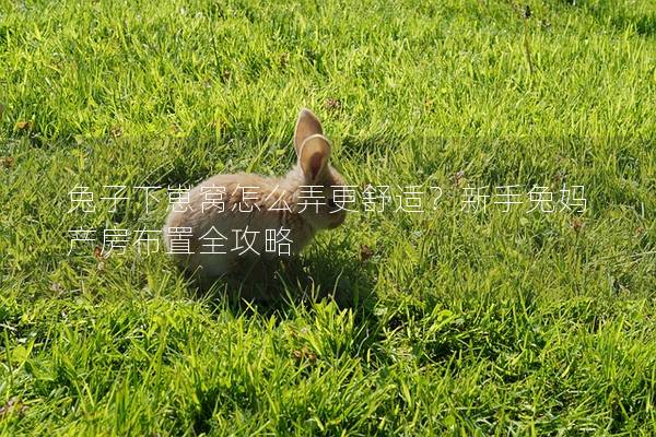 兔子下崽窝怎么弄更舒适？新手兔妈产房布置全攻略