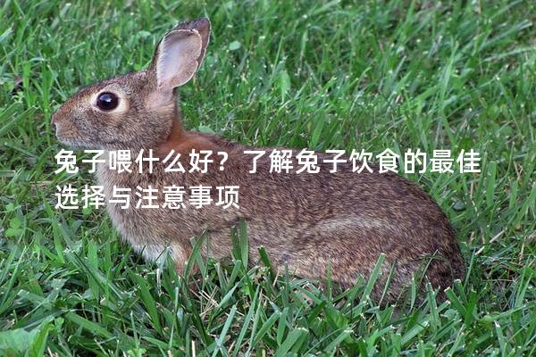 兔子喂什么好？了解兔子饮食的最佳选择与注意事项