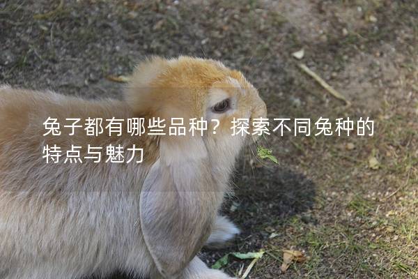 兔子都有哪些品种？探索不同兔种的特点与魅力