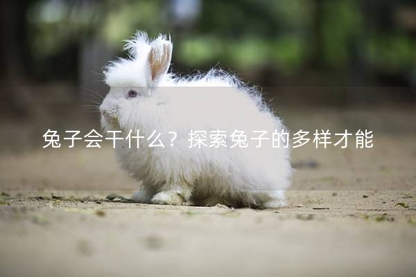 兔子会干什么？探索兔子的多样才能