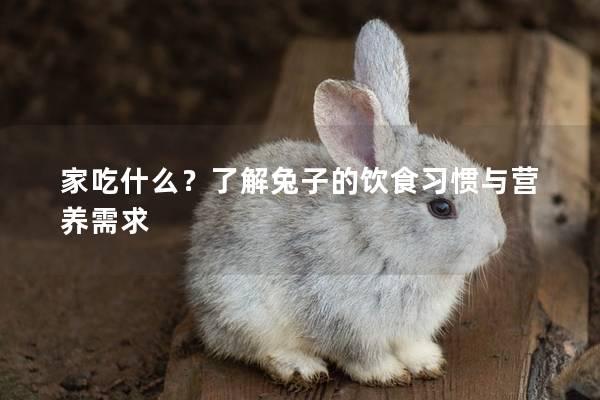 家吃什么？了解兔子的饮食习惯与营养需求