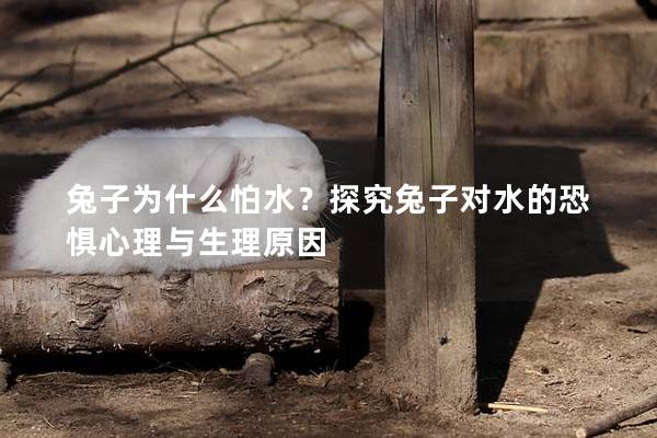 兔子为什么怕水？探究兔子对水的恐惧心理与生理原因