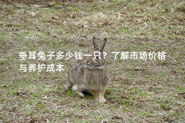 垂耳兔子多少钱一只？了解市场价格与养护成本